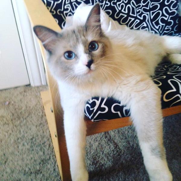 /Images/uploads/Humane Society of Utah/HSUCalendar/entries/990thumb.jpg